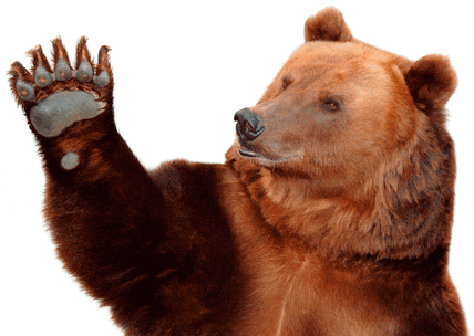 Slagfärdig. Även i renområden tar björnar betydande mängder älg.