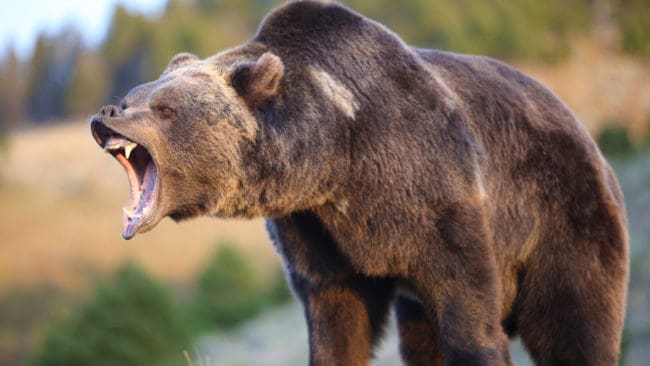 Trots att den skadskjutna björnen bet jägaren på flera ställen fick han bara lindriga skador.