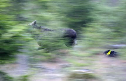Det går fort i skogen när gråwachteln jobbar. Här är det en älgtjur som blir motionerad av Tindra.