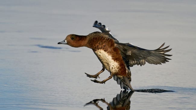 Bläsand är en av de sjöfågelarter vars population har minskat en längre tid.
