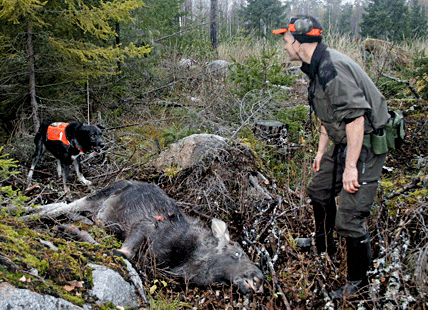 Länsstyrelsen har mer personalresurser till rovdjur än jaktfrågor. Personalbristen innebär att den nya älgjakten inte infördes i år trots att markägarsidan lagt ner stort jobb på de nya älgskötselområdena.