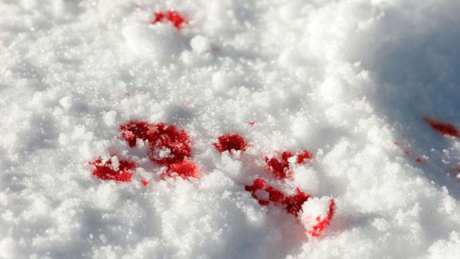 Blodspår på isen från en varg var inledningen på vargjaktshärvan i Hälsingland, där det nu finns misstankar om att det kan handla om fler vargar som skjutits på flera platser. (Arkivbild)