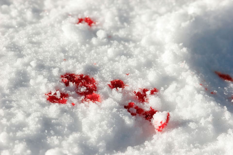 Blodspår på isen från en varg var inledningen på vargjaktshärvan i Hälsingland, där det nu finns misstankar om att det kan handla om fler vargar som skjutits på flera platser. (Arkivbild)