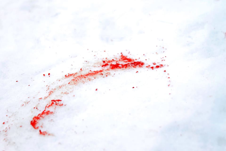 Det var blod efter en varg, som senare har kunnat identifieras, som hittades på isen på sjön Amungen i Dalarna i mars. Men hur polis och åklagare är säkra på att vargen har dödats illegalt vill åklagare Charlotta Tanner inte uppge. (Arkivbild)