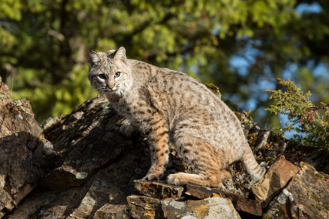 Bobcat. Den amerikanska varianten av lodjur.