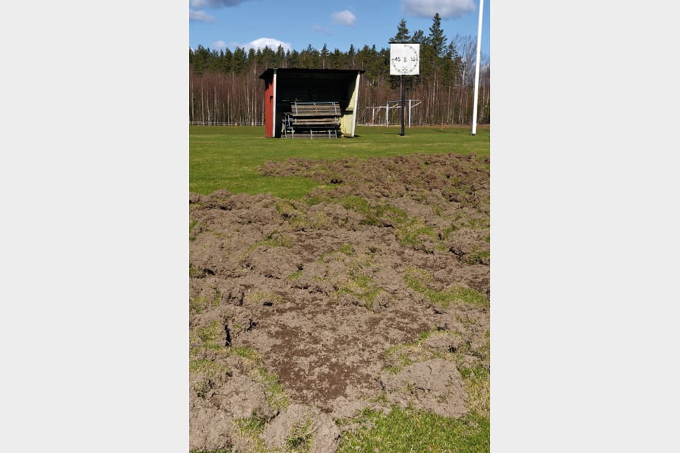 Så här kan det se ut när vildsvin bökat runt på en fotbollsplan (Arkivbild)