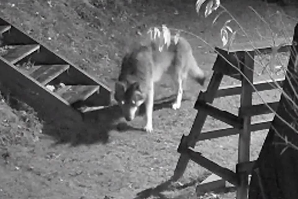 Här smyger Borlängevargen runt husknuten i en trädgård. Länsstyrelsen har fått in bilder från en övervakningskamera vid en bostad. Det handlar om en ungvarg i 40 kilos-klassen.