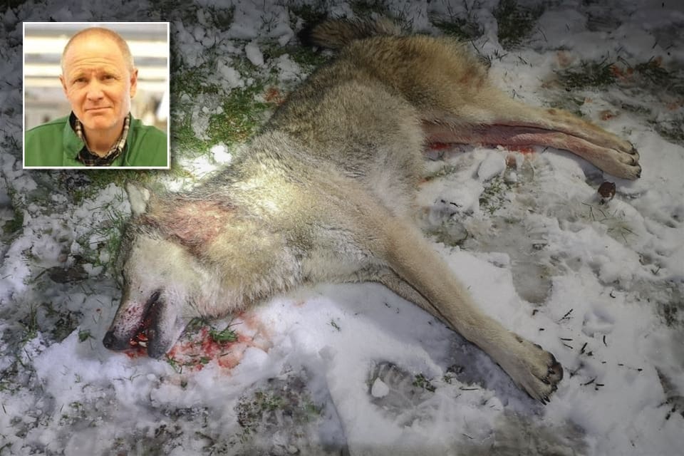 Varghanen fälldes nära riksväg 50 söder om Borlänge den 4 december. Enligt biträdande statsveterinär Henrik Uhlhorn på SVA var varghanen frisk och välväxt.