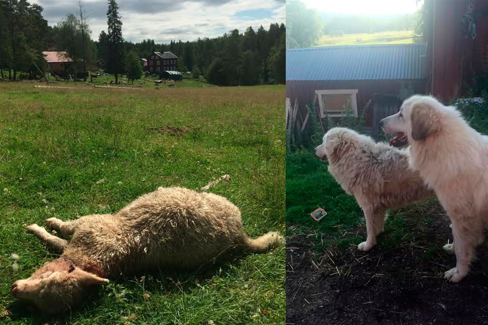 Det finns flera exempel på att boskapsvaktande hundar inte kan hindra rovdjursangrepp. Ändå satsar den danska regeringen på pyrenéer för att freda boskap från vargangrepp. Dessutom blir det bidrag för elstängsel runt hagarna när Danmark ska ha en till vargzon på Jylland. (Arkivbild)