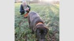 Årets bragdhund Hilda spårar både skadat vilt och bortsprungna hundar tillsammans med matte Karin Björck.