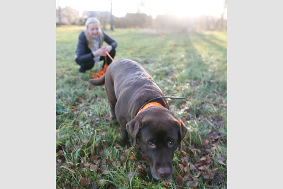 Årets bragdhund Hilda spårar både skadat vilt och bortsprungna hundar tillsammans med matte Karin Björck.