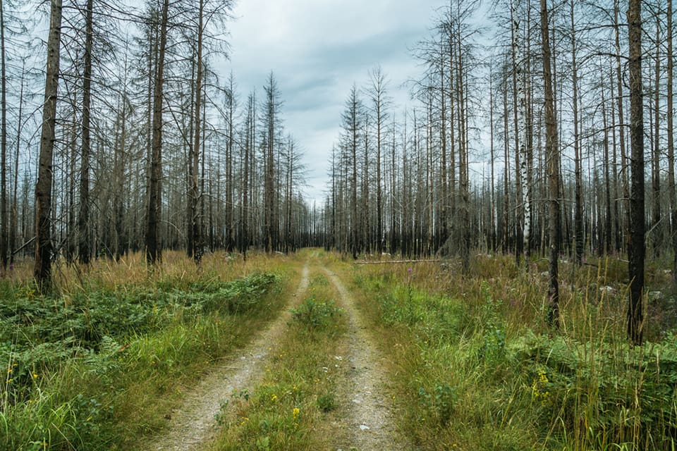 Det ska kartläggas hur tillgången på älg och annat klövvilt ser ut i det stora brandområdet i Västmanland. Resultaten ska användas för att ta fram en förvaltningsplan.