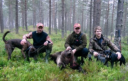 Från vänster: plotthunden Tiger med Fredrik Jansson, Tomas Hansson med den 64 kilo tunga björnhonan och Torbjörn Hansson med smålandsstövaren Aho.