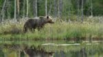 I Finland ska stamvårdande jakt göra björnarna mer skygga.