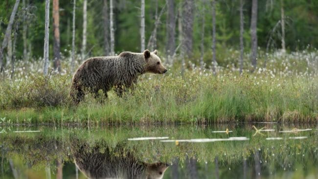 I Finland ska stamvårdande jakt göra björnarna mer skygga.