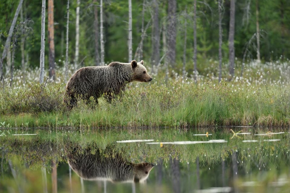 I Finland ska stamvårdande jakt göra björnarna mer skygga.