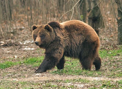 Försöken med att jaga björn vid åtel har hittills varit resultatlösa. Ingen björn har fällts vid de totalt 70 åtelplatserna.