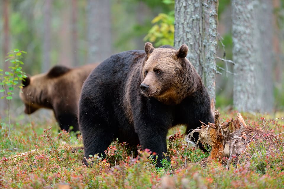 Det finns drygt 360 björnar i Västerbottens län, visar resultaten från höstens spillningsinventering.
