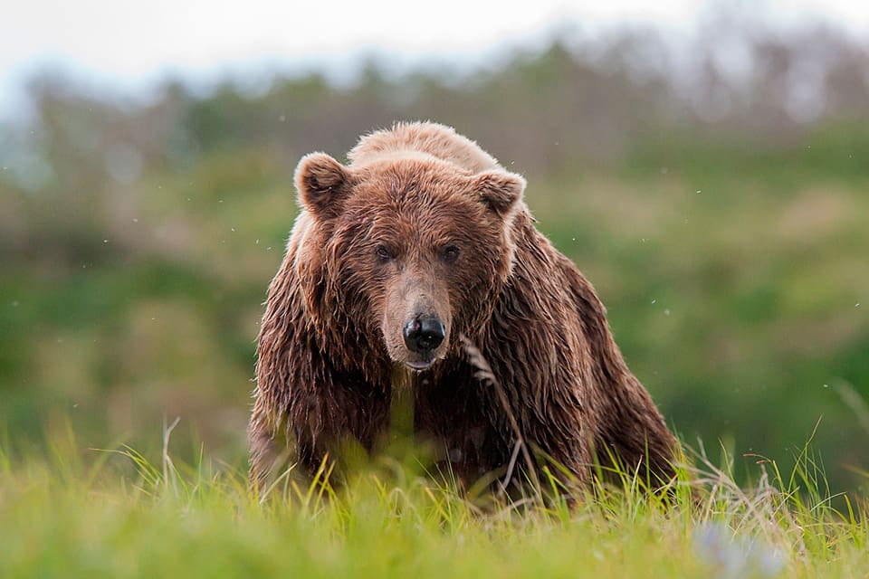 En ledamot i viltförvaltningsdelegationen i Jämtlands län vill att kvoten för björn under licensjakt ska höjas till 90 björnar i år.