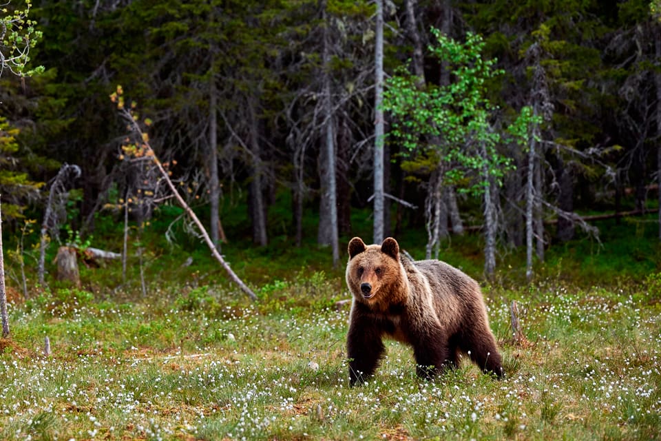 Länsstyrelserna får fortsätta att ta beslut om skyddsjakt på rovdjur, meddelar Naturvårdsverket.