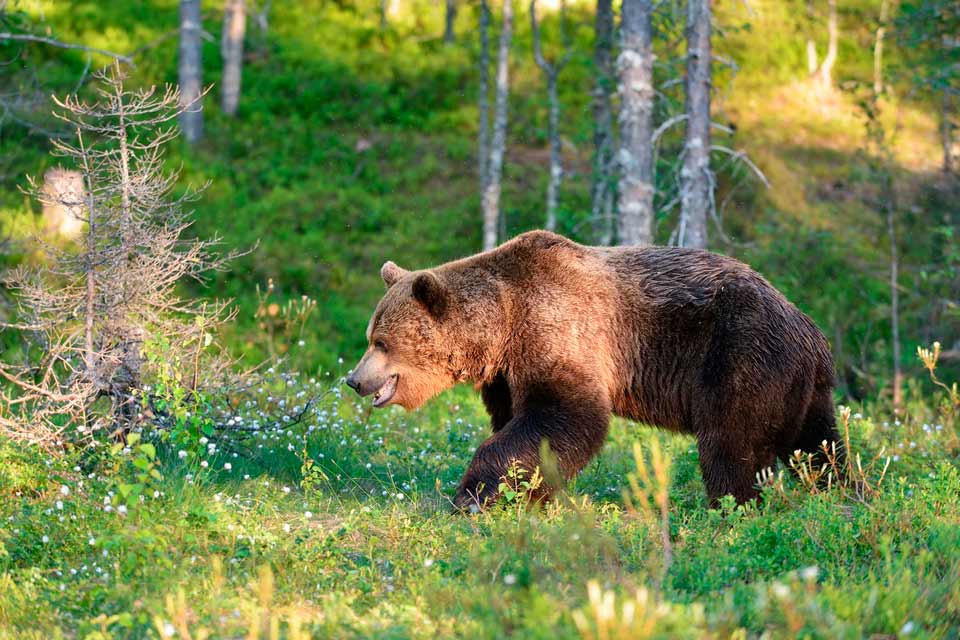 Naturhistoriska riksmuseet går inte med på att lämna tillbaka två björnkranier till två jägare. De överklagar i stället det hela till tingsrätten.