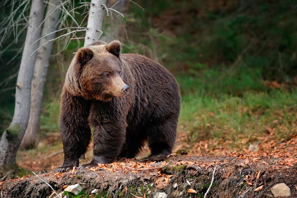 22 björnar får fällas vid årets licensjakt på björn i Västernorrland.