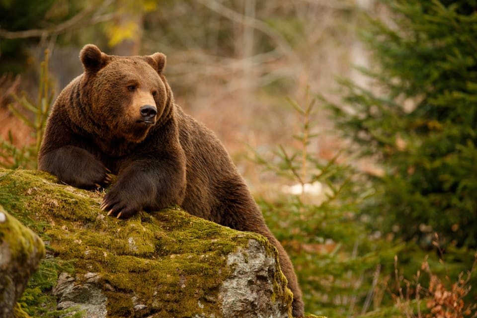 Fyra av tio sändamärkta björnar i Norrbotten har hittats döda.