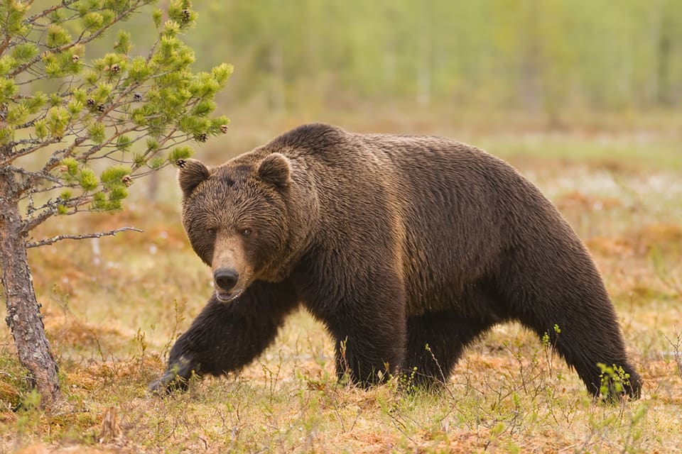 Björnar vill helst inte korsa vägar, konstaterar norska forskare.
