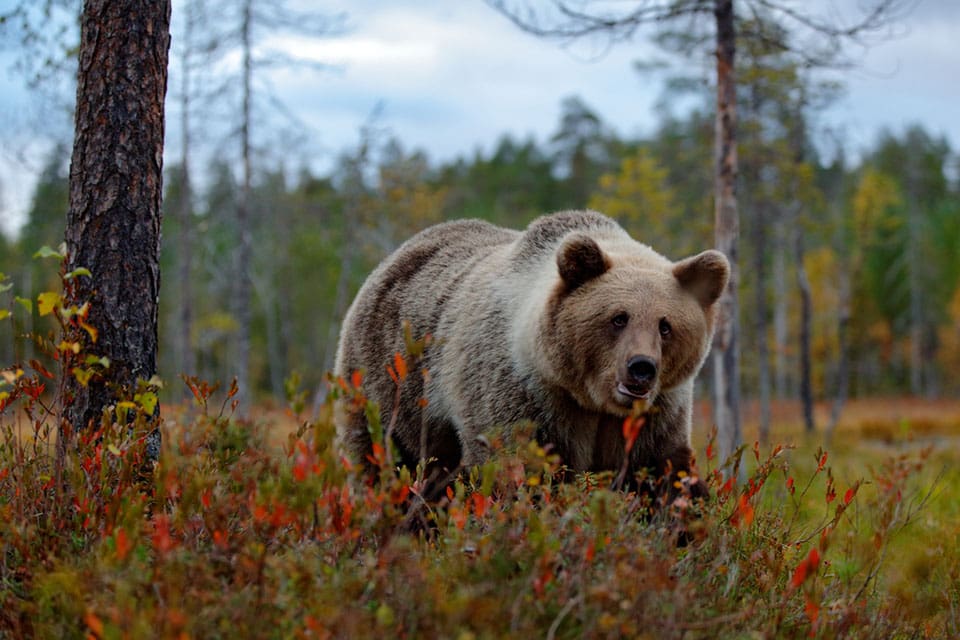 Länsstyrelsen i Dalarna vill ha hjälp från allmänheten med att samla in björnspillning under höstens inventeringsarbete.