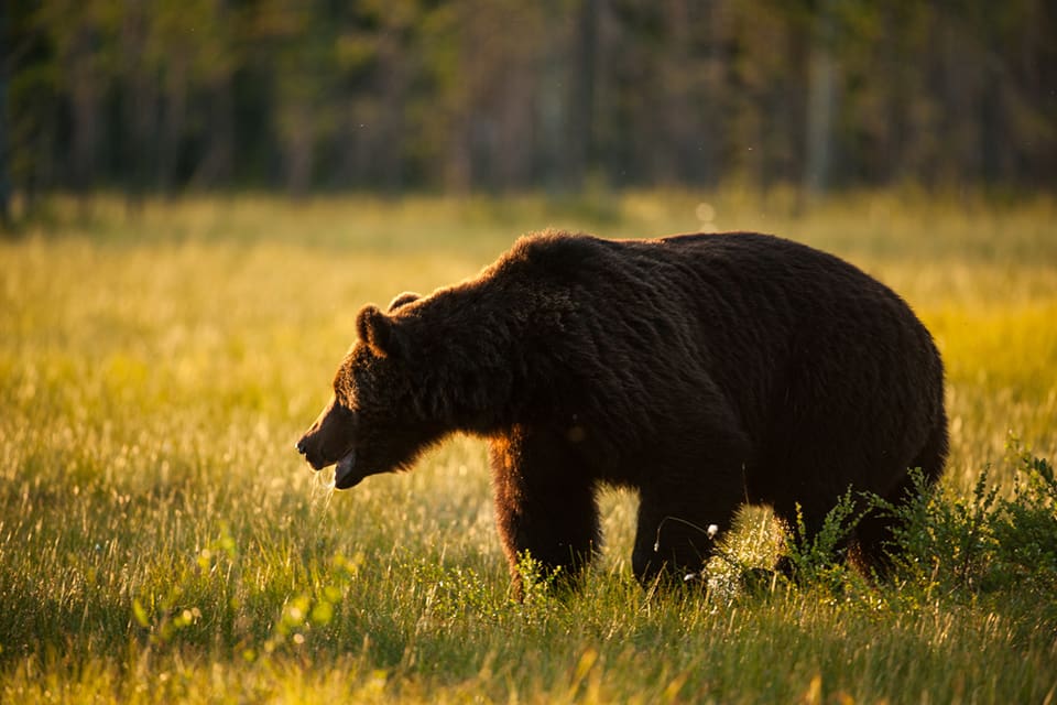 Totalt har 232 björnar fällts under årets björnjakt i Finland. Tilldelningen var på 255 björnar. Flest björnar fälldes i Norra Karelen.