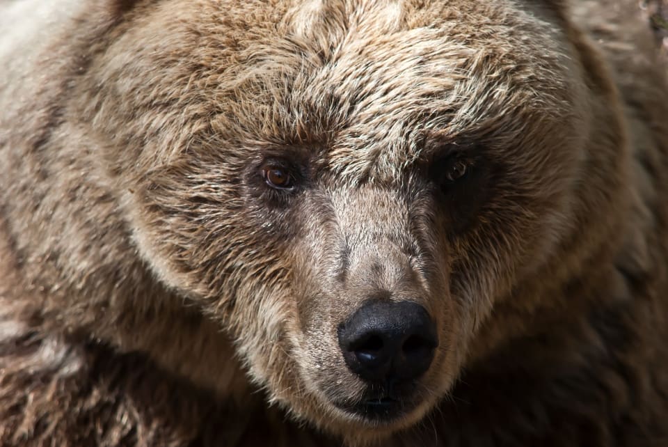 Polisen misstänker att det är en björnfälla som har beslagtagits och en förundersökning om grovt jaktbrott har inletts.