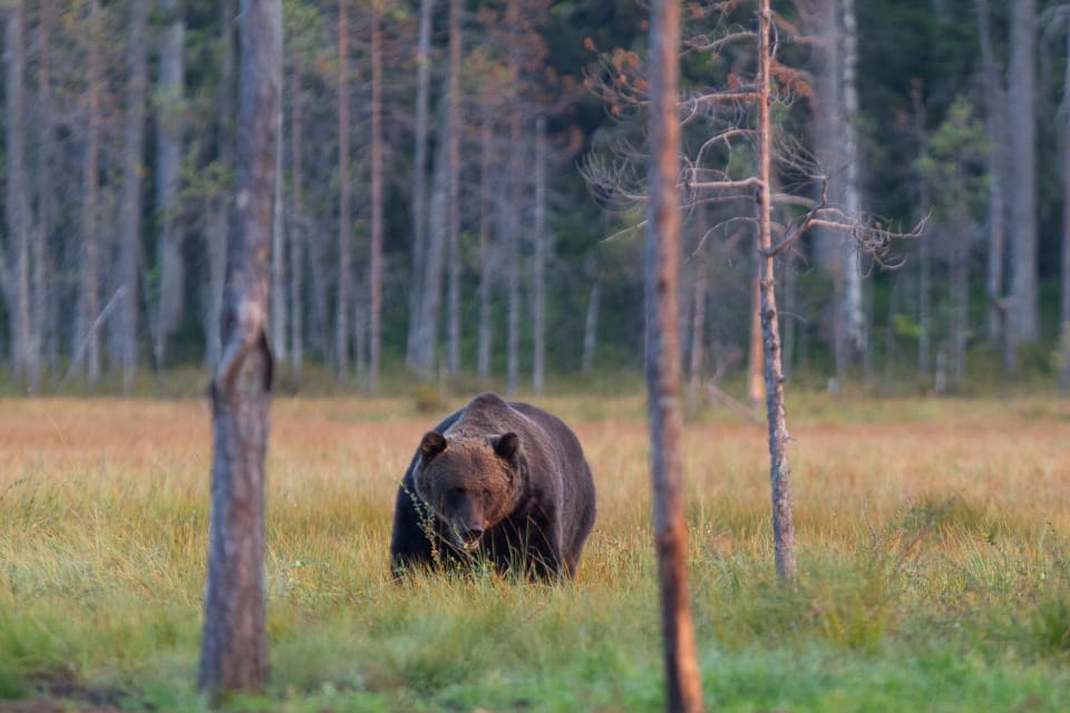 Det finns närmare 900 björnar i Jämtlands län. Förvaltningsmålet är 650.