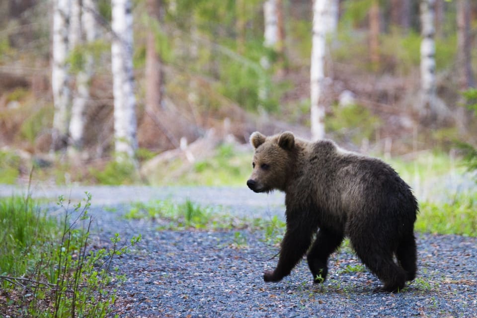 Ytterligare en oskygg björnhona har fällts under skyddsjakt i byn Los. (Arkivbild)