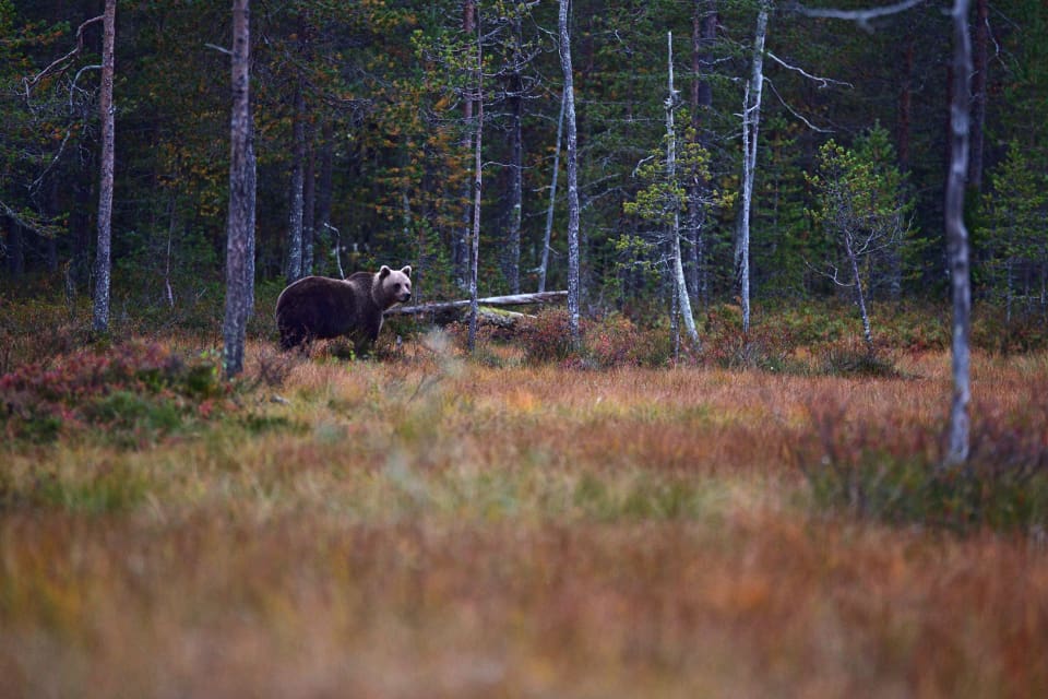 Den misstänkta illegala björnjakten ska ha inletts i Ragunda kommun i Jämtland och björnen ska ha skjutits i Sollefteå kommun i Västernorrland.