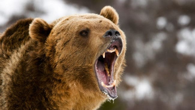 Det är en hög dödlighet bland björnungar och en björnhona har därför stor vilja att försvara dem, enligt Benny Gäfvert, verksamhetsansvarig på Rovdjurscentret De 5 Stora i Järvsö.