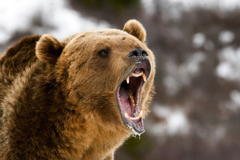 Det är en hög dödlighet bland björnungar och en björnhona har därför stor vilja att försvara dem, enligt Benny Gäfvert, verksamhetsansvarig på Rovdjurscentret De 5 Stora i Järvsö.