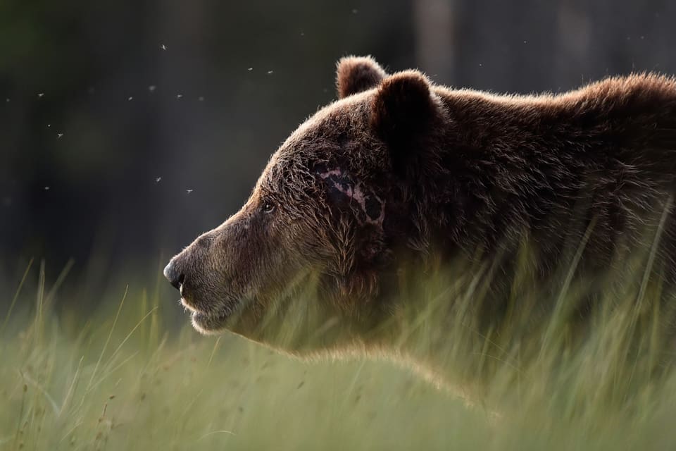 En brunbjörn har skadat en 80-årig kvinna i Slovenien, som har något större yta än Ångermanland och cirka 1 000 björnar. Attacken har väckt frågan att skjuta bort cirka 200 björnar i Slovenien.