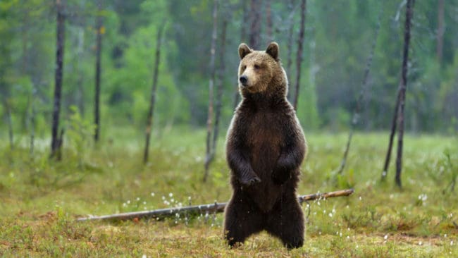 Licensjakten på björn i Norrbottens län är avslutad för i år.