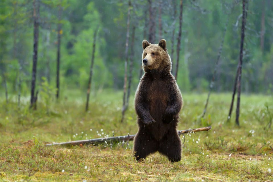 Licensjakten på björn i Norrbottens län är avslutad för i år.
