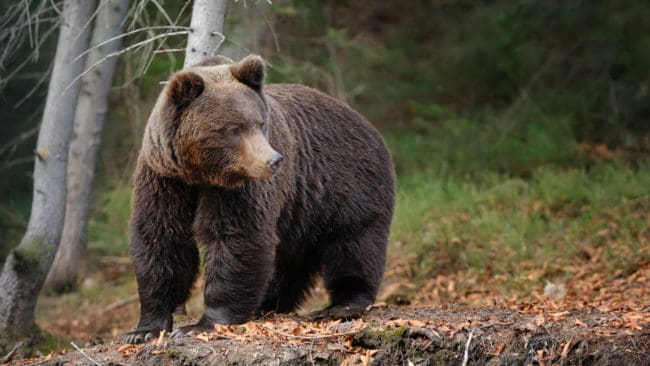 Beslut om licensjakt på björn ska även fortsättningsvis fattas av länsstyrelserna.