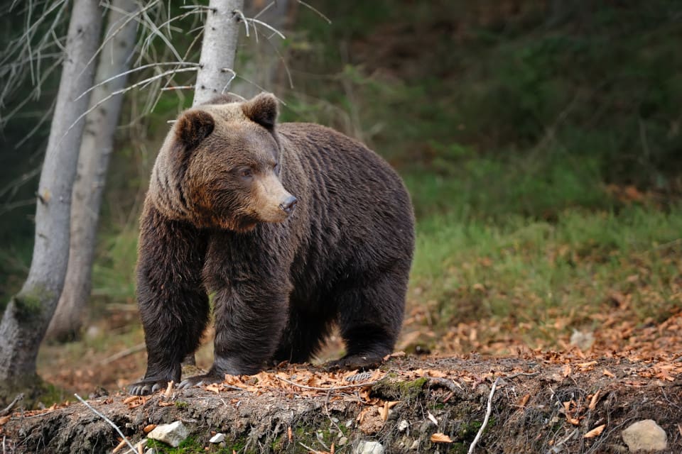 Beslut om licensjakt på björn ska även fortsättningsvis fattas av länsstyrelserna.