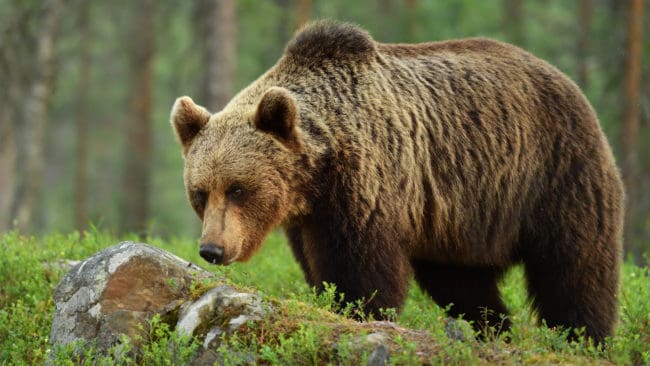 Ett normalvår skyddsjagas det cirka tio björnar i Västerbotten. I år har hela 43 björnar fällts. Det är dubbelt så många som under fjolårets licensjakt på björn.