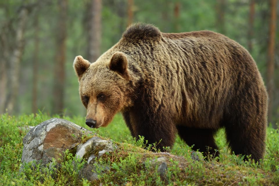 Ett normalvår skyddsjagas det cirka tio björnar i Västerbotten. I år har hela 43 björnar fällts. Det är dubbelt så många som under fjolårets licensjakt på björn.