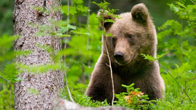 Redan nu går det att se att brunbjörnar kommer ut ur idet senare på våren i det forna Sovjet. Att naturens kalender förskjuts av klimatförändringarna får näringskedjorna att svaja och även arterna på toppen kan rasa, varnar bland andra SLU-forskare.