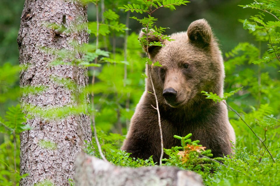 Redan nu går det att se att brunbjörnar kommer ut ur idet senare på våren i det forna Sovjet. Att naturens kalender förskjuts av klimatförändringarna får näringskedjorna att svaja och även arterna på toppen kan rasa, varnar bland andra SLU-forskare.