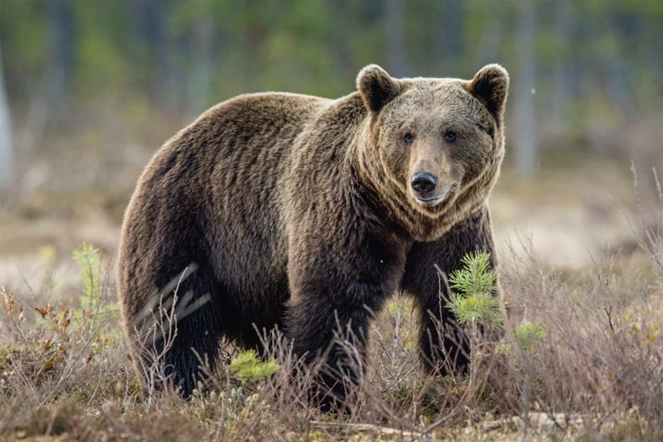 Det är en känslig period i renbetesland med många dräktiga vajor. Två björnar avlivades därför vid en skyddsjakt i norra Dalarna, på gränsen till Härjedalen.