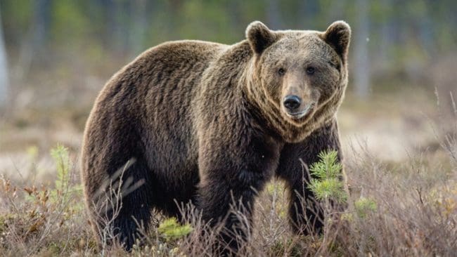 Peder Alenius är övertygad om att det var en björn som skrämde hans djur. Men det är inte länsstyrelsen – trots att en lokförare ska ha blivit vittne till händelsen.
