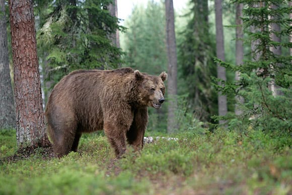 I Jämtland gjordes skyddsjaktsansökan på totalt 115 rovdjursindivider under 2012 fram till november 2013. Av dem tilläts skyddsjakt på 32 björnar.