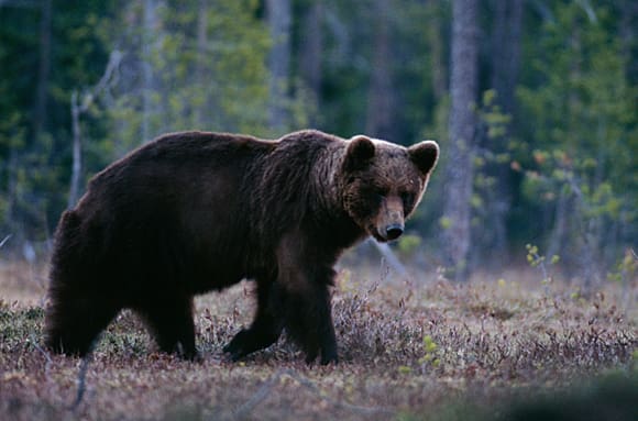 Många brunbjörnar i Östeuropa har sitt ursprung i Rumänien. Forskare tror att diktator Ceausescu kan ha exporterat dem till andra länder.