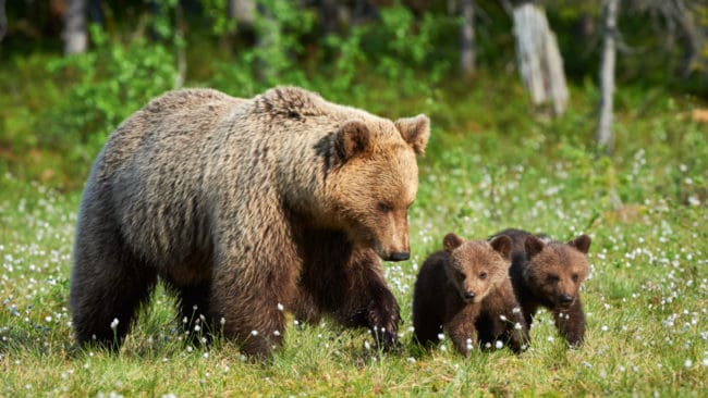 Länsstyrelsen har beviljat skyddsjakt på en björnhona med två ungar.